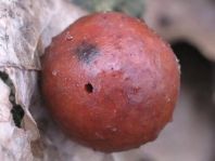Andricus kollari