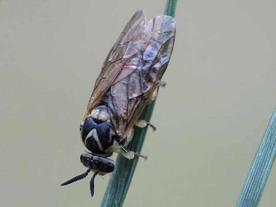 Diprionidae