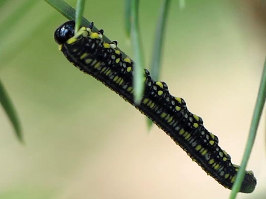 Diprion similis