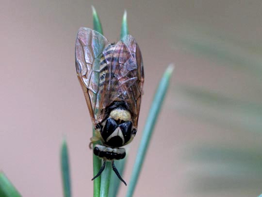 Diprionidae