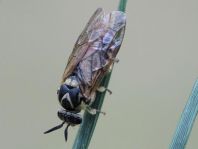 Diprionidae