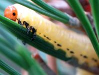 Diprion pini, Gemeine Kiefernbuschhornblattwespe