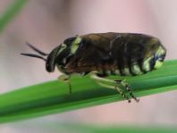 Diprionidae