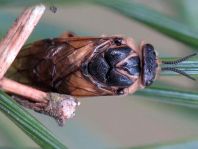 Diprionidae