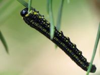 Diprion similis