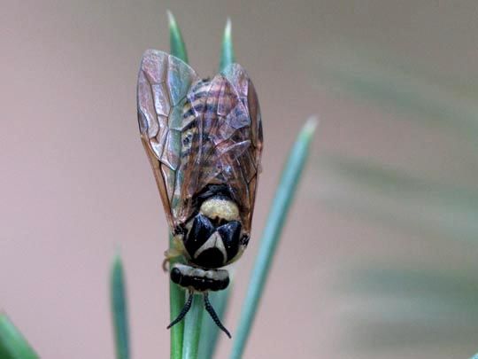 Diprionidae