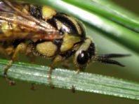 Diprionidae