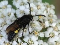 Scolia hirta