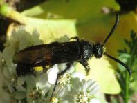 Scolia hirta