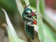 Erzwespen, Chalcidoidea