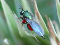 Erzwespen, Chalcidoidea