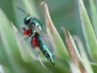 Erzwespen, Chalcidoidea