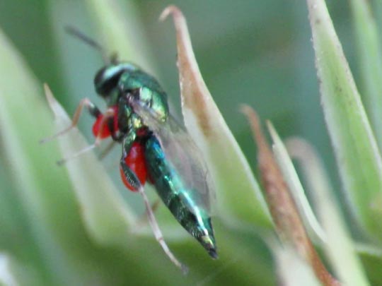 Erzwespen, Chalcidoidea