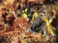 Dolichovespula sylvestris, Waldwespe