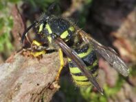 Dolichovespula sylvestris, Waldwespe