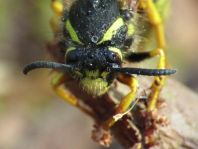 Dolichovespula sylvestris, Waldwespe