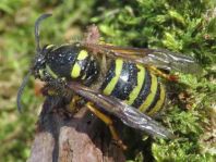Dolichovespula sylvestris, Waldwespe