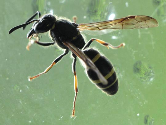 Symmorphus sp.