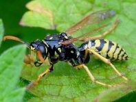 Gallische Feldwespe, Polistes dominula