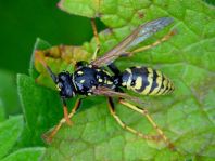 Gallische Feldwespe, Polistes dominula