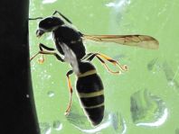 Symmorphus sp.