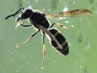Symmorphus sp.
