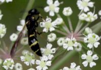 Symmorphus sp.