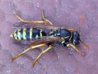Gallische Feldwespe, Polistes dominula