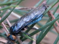 Acantholyda cf. erythrocephala