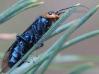 Acantholyda cf. erythrocephala
