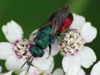 Goldwespe, Chrysididae