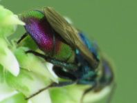 Goldwespe, Chrysididae