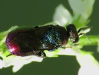 Goldwespe, Chrysididae