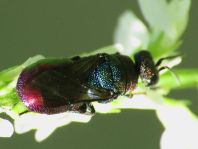 Goldwespe, Chrysididae