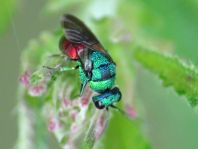Goldwespe, Chrysididae