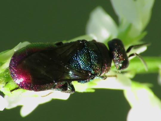 Goldwespe, Chrysididae