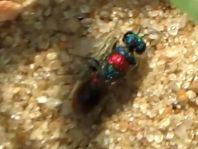 Goldwespe, Chrysididae
