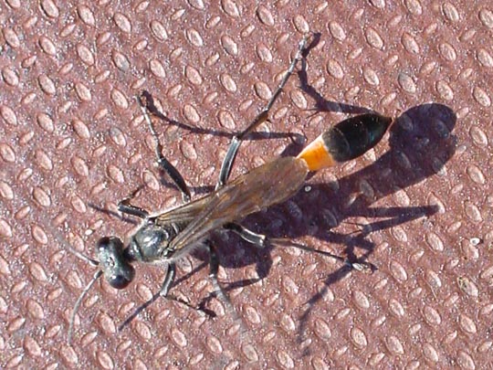 Sandwespe, Ammophila