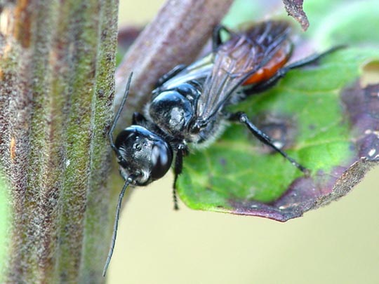 Grabwespe, Crabronidae, Astata