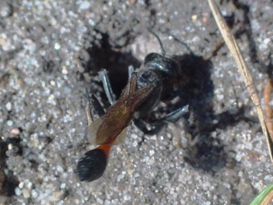 Sandwespe, Ammophila