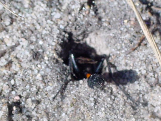 Sandwespe, Ammophila