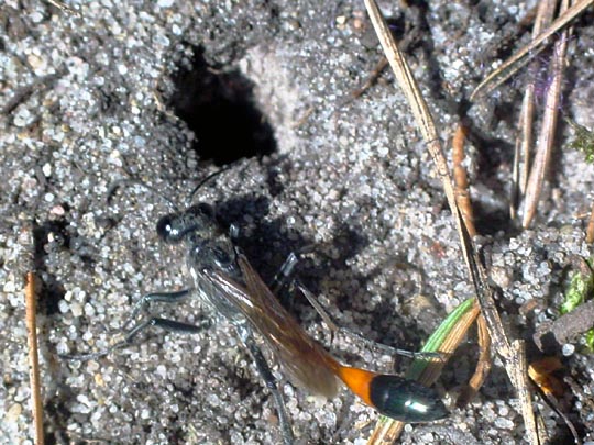 Sandwespe, Ammophila