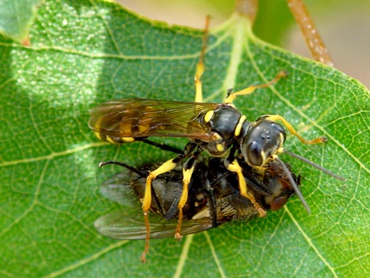 Kotwespe, Mellinus arvensis