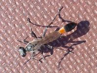 Sandwespe, Ammophila