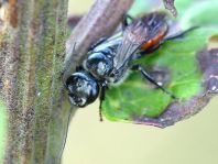 Astata sp.
