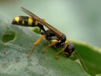 Kotwespe, Mellinus arvensis