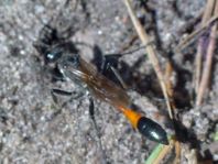 Sandwespe, Ammophila
