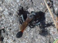 Sandwespe, Ammophila