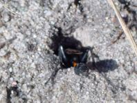 Sandwespe, Ammophila