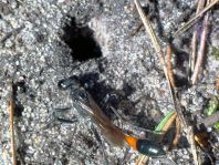 Sandwespe, Ammophila
